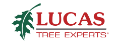 Lucas Tree Experts logo